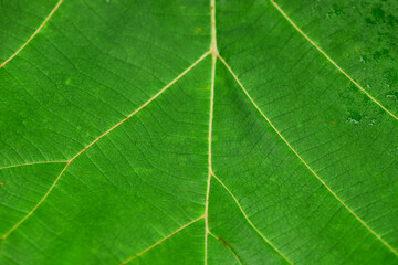 Close-up view of green leaf background