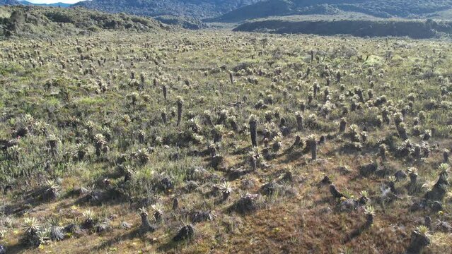 The exotic frailejon valley at Purace Cauca Colombia drone paramo moorland