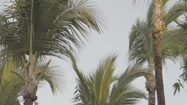 palm trees in the tropics in Dominican slog 2 S-Gamut.