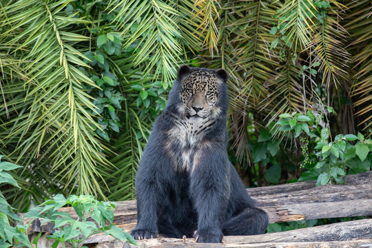 Photo montage, fusion of images of a spectacled bear and a jaguar