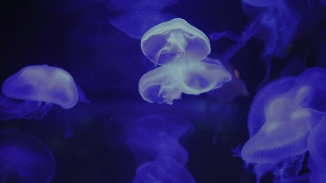 jellyfish blue scenery swimming beauty