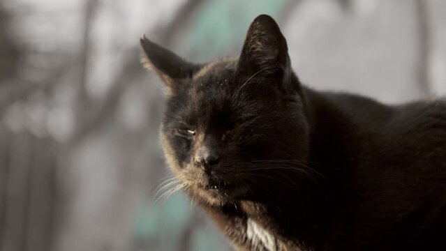 Black cat, homeless basking in the sun
