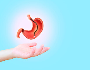 Endoscopic biopsy, esophagogastroduodenoscopy, EGD. Human stomach isolated on light blue...
