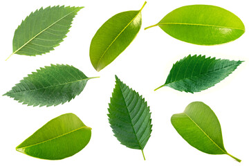 Naklejka premium Set of different green leaves isolated on white