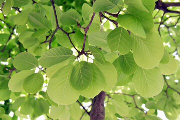 新緑　若葉
