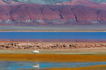 Paisajes de Carachi pampa, Antofagasta de la Sierra, catamarca, Argentina