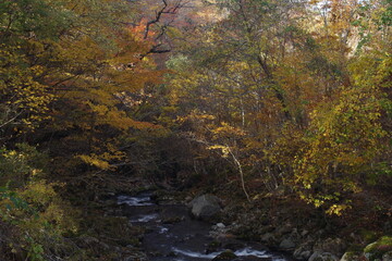 landscape of autumn forest.