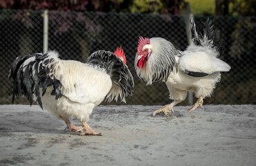 Two roosters fighting in a farm.