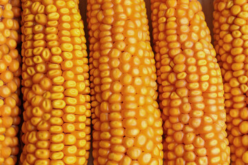 Delicious ripe corn cobs as background, top view