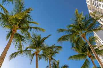 Fototapeta na wymiar Low angle view of coconut trees at Miami River Walk in Miami, Florida. Views of tropical trees against the sunny sky above from below near the high-rise buildings on the right.