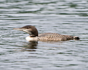 Common Loon Photo. Immature young bird swimming in its environment and habitat surrounding, displaying its growing up stage feather plumage.