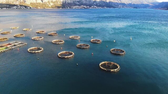 Aerial drone top view of sea fish farm cages and fishing nets, farming dorado, sea bream and sea bass, feeding the fish a forage, with marine landscape and mountains in the background, Adriatic sea