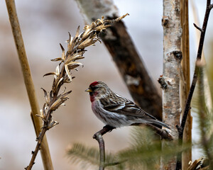 Red poll Photo and Image. Close-up profile view, perched on a branch with blur background in its environment and habitat surrounding.