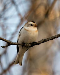 Snow bunting Photo Stock. Close-up, perched on a tree branch with a blur background and enjoying its environment and habitat. Image. Picture. Portrait.