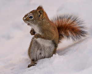 Naklejka na ściany i meble Squirrel Photo and Image. Close-up profile view standing in the snow and displaying its brown fur, paws, ears, eye, mouth, bushy tail, in its habitat surrounding and environment. Picture. Portrait.