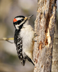 Woodpecker Photo and Image. Male on a tree trunk branch displaying white and black feathers, beak, red crown, eye in its environment and habitat surrounding.