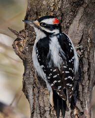 Woodpecker Photo and Image. Male on a tree trunk branch displaying white and black feathers, beak, red crown, eye in its environment and habitat surrounding.