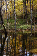 landscape of autumn forest and river.