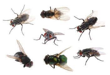 Collage with different common flies on white background