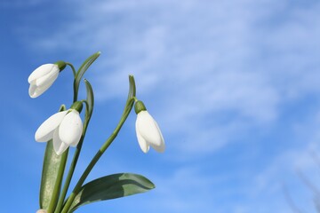 Fototapeta premium Beautiful blooming snowdrops against blue sky, space for text. Spring flowers