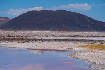 Lugana en el Salar de Antofalla, Catamarca, Argentina