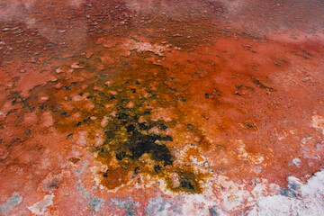 Lugana en el Salar de Antofalla, Catamarca, Argentina