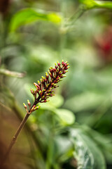 Fire spike 1