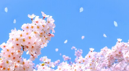 満開の桜の花と青空、桜の花のクローズアップ、染井吉野、桜の花吹雪