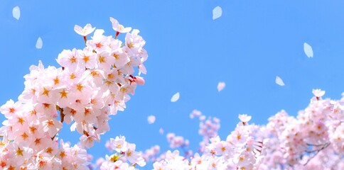 満開の桜の花と青空、桜の花のクローズアップ、桜のフレーム、染井吉野 - obrazy, fototapety, plakaty