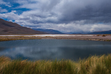 Obraz premium Lugana en el Salar de Antofalla, Catamarca, Argentina