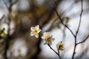 Plum blossom in winter Japan