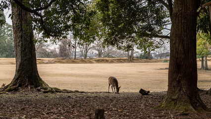 deer in the woods in Nara Japan