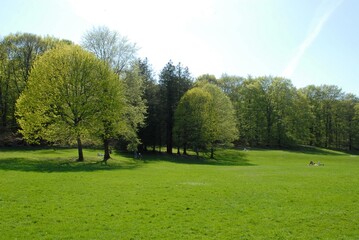 Obraz na płótnie Canvas spring in the park