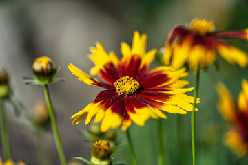 Wild flowers in the sun - 1