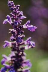Purple flower up close 2
