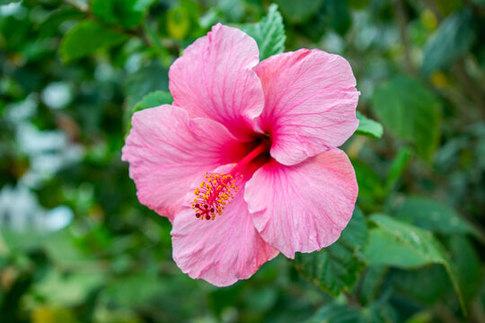 Flor de cayena rosada