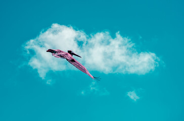 Pelican