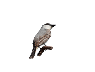 The Gray Kingbird also known as Pitirre small tropical bird sitting on tree branch 