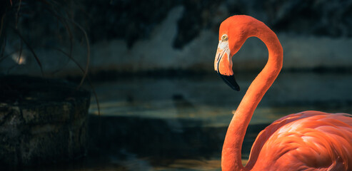 Pink Flamingo