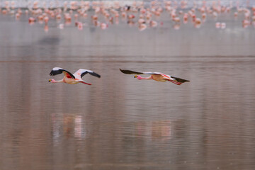Bandada de Flamencos en Laguna Grande, Antofalla de la sierra, Catamarca , Argentina © Rodrigo_fotos1
