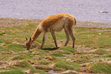 Vicuña pastando en Laguna grande, Antofagasta de la sierra, Catamarca, Argentina