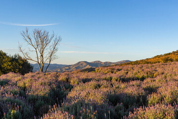 lavender landscape golden afternoon day