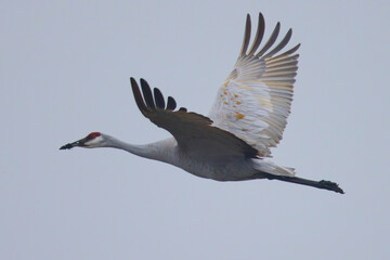 Close view of a sandhill crane flying, seen in the wild in North California