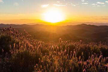 Sundown in a Lavender Mountain