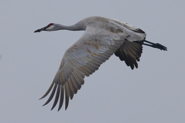 Fototapeta premium Close view of a sandhill crane flying, seen in the wild in North California