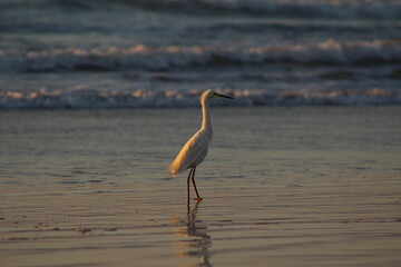 Nascer do sol na praia