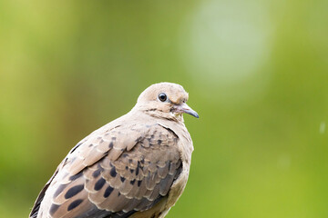 red-tailed hawk