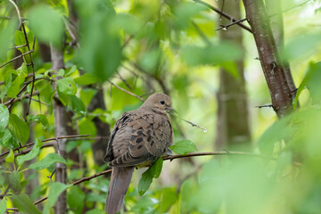 bird on a tree