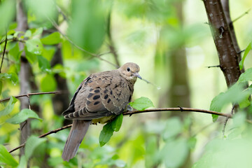 bird on a tree