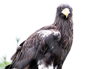 white-tailed eagle